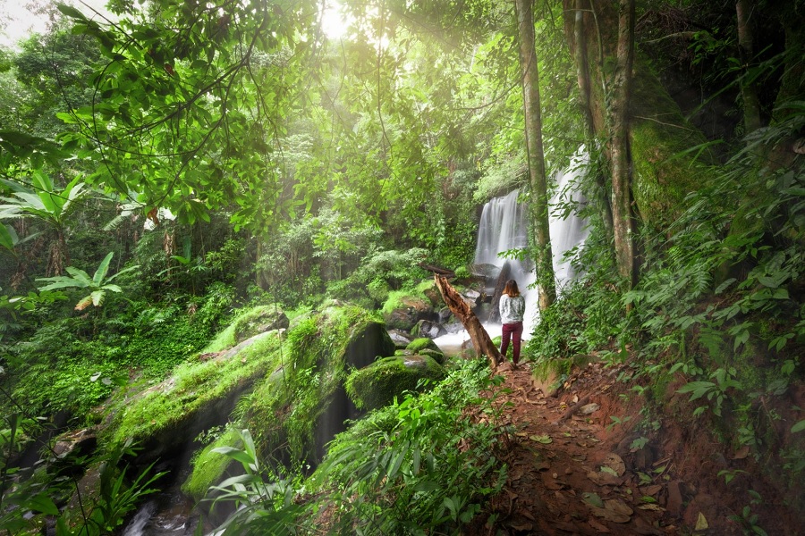 Rainforest Exploration Holidays: Discover the Wild Heart of Nature 
